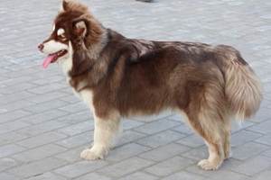 两个月阿拉斯加怎么养