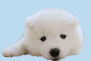 萨摩耶为什么不长个子