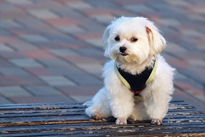 比熊犬要怎么养