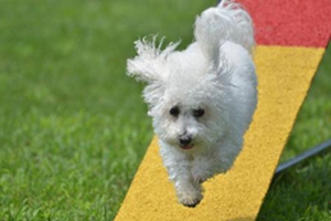 比熊幼犬一直叫怎么办