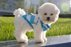 比熊犬耳朵里脏怎样洗