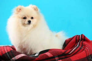 博美犬耳朵的清理方法