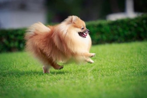 博美牙齿掉了怎么办