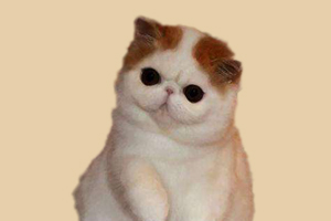 加菲猫怎么养才亲