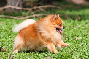 博美狗的年龄怎么看