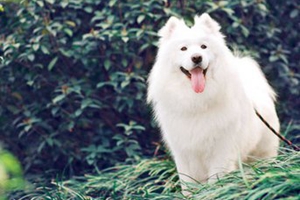 宠物狗怎么长途运输