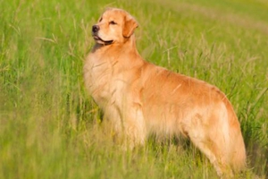 宠物狗吃什么长的胖