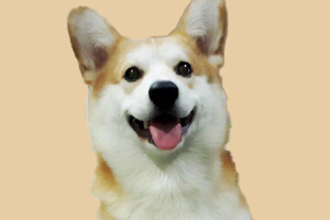 柯基犬怎么配种