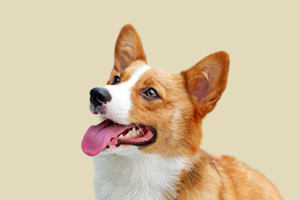 柯基犬怎样看纯不纯