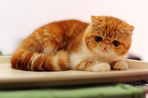 宠物猫如何饲养