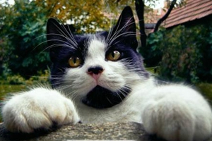 宠物猫怎么剪指甲