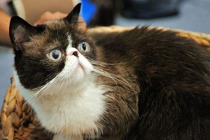 宠物猫养不胖怎么办