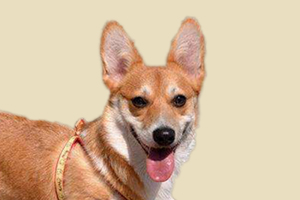 柯基能吃什么辅食