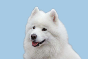 萨摩耶掉毛期多长时间