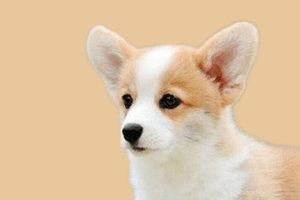 柯基为什么不吃饭