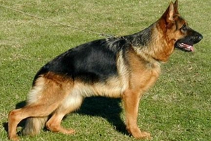 德牧毛色不亮怎么办