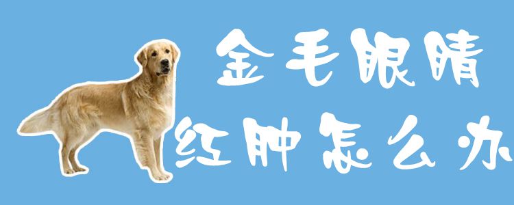 金毛眼睛红肿怎么办1