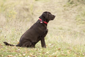 拉布拉多要怎么养护