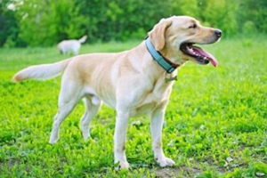 拉布拉多小狗怎么挑选