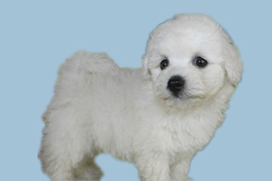 比熊有什么缺点