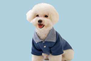 比熊有什么特征