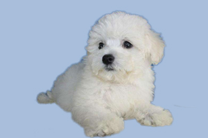 怎么教比熊上厕所