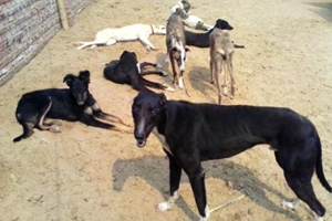 格力犬怎么挑选