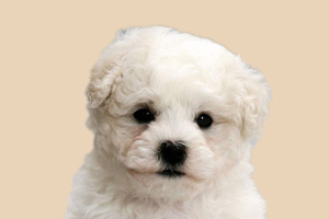 怎么教比熊坐下