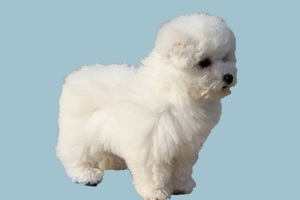 怎么让比熊站着走路