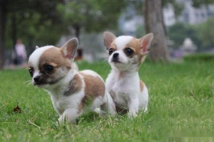 小鹿犬怎么养胖