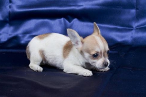 吉娃娃太瘦怎么办