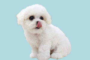 比熊犬有什么缺点