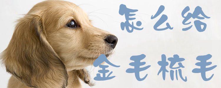 怎么给金毛梳毛1