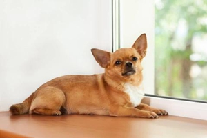 吉娃娃太瘦吃什么食物