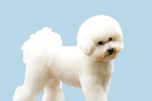 比熊为什么有味道