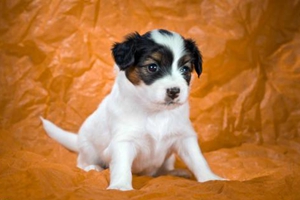 养蝴蝶犬有什么好处