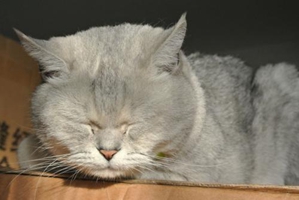 英短洗澡需要注意什么