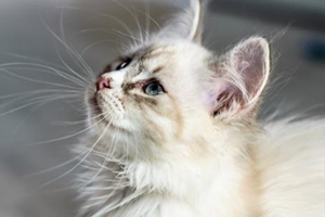 猫咪太胖怎么办