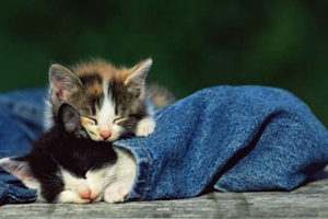 怎样给宠物猫剪指甲