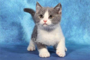 宠物猫吃什么能长胖