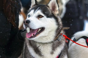 哈士奇要怎么养