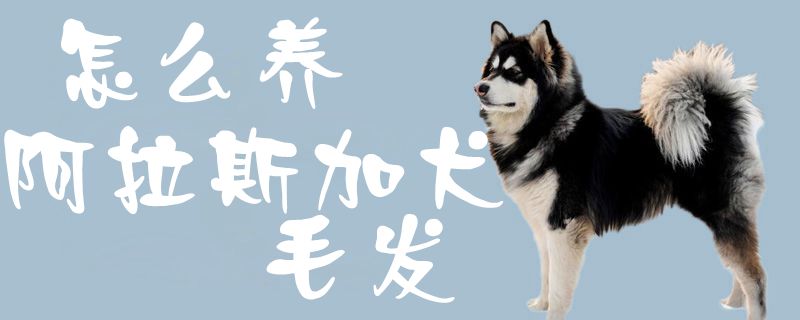 怎么养阿拉斯加犬毛发1
