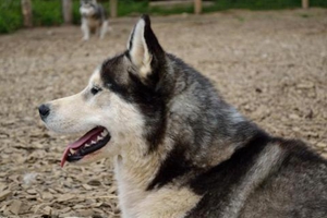 哈士奇应该怎么养