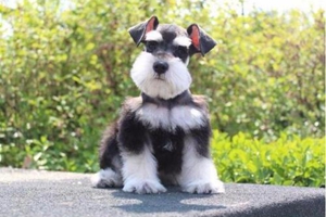 三个月的雪纳瑞怎么养