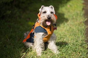 雪纳瑞怎么胖起来