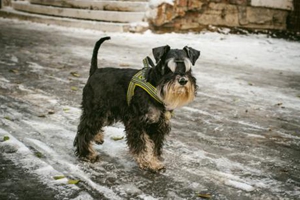 雪纳瑞吃什么能胖起来