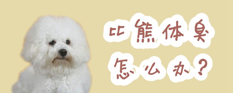 比熊体臭怎么办