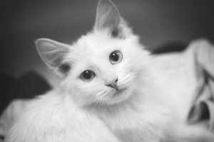 冬天小猫咪怎么养