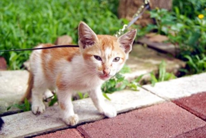 刚出生的小猫咪怎么喂