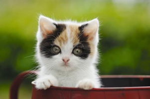 猫咪指甲不好剪怎么办